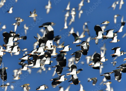 A flock of Lapwings ( Vanellus vanellus) 