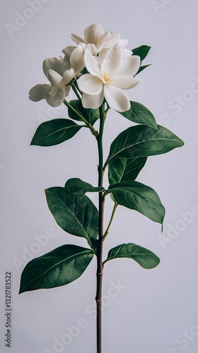 Beautiful White Flower With Green Leaves Displayed Against a Plain Background