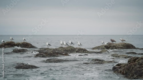 The North Sea. Sakhalin. Beach and rocky cliff with birds