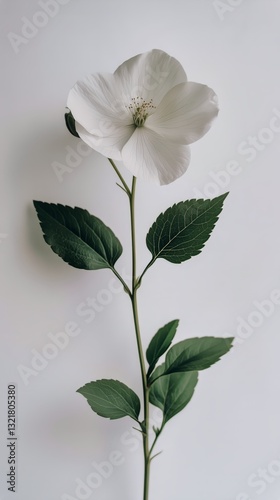 Beautiful White Flower With Green Leaves Displayed Against a Plain Background