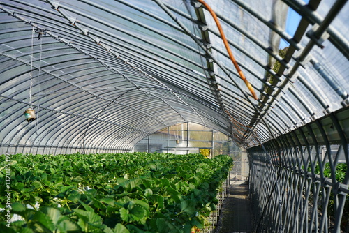 Strawberry picking in Higashiizu Naramoto Kamogun Shizuoka Japan, 静岡県 賀茂郡 東伊豆町 奈良本 日本 2025 Janurary