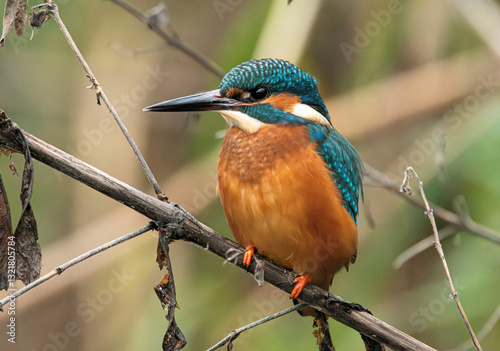 Male Kingfisher (Alcedo atthis) perched beside a pond