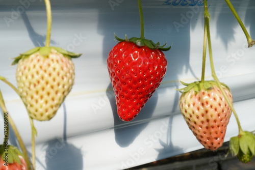 Strawberry picking in Higashiizu Naramoto Kamogun Shizuoka Japan, 静岡県 賀茂郡 東伊豆町 奈良本 日本 2025 Janurary