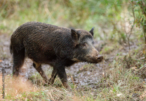 Wild, boar (Sus scrofa) in the Forest of Dean, Gloucestershire, England