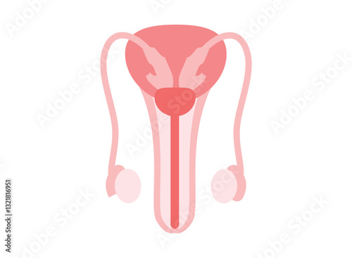  Illustration of an Human Organs Male Reproductive Icon