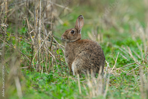 Adult wild rabbit (Oryctolagus cuniculus), autumn, Gloucestershire, England