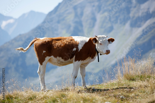 Fototapeta Naklejka Na Ścianę i Meble -  Cattle grazing in the stunning landscapes of Finkenberg, Austria with majestic mountains in the background