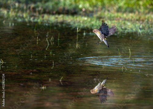 Yellow-rumped Warbler hunting for a meal along the Shadow Creek Ranch Nature Trail in Pearland, Texas