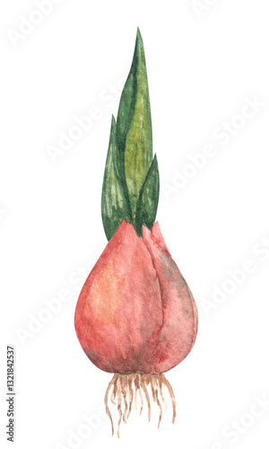 Watercolor aquarelle hand drawn plant bulb with green leaves, staring growing , blooming and blossoming stage. Buld with roots