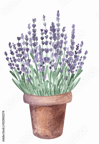 Watercolor illustration of violet purple colored blooming blossoming lavender flower in ceramic pot.Isolated design element.