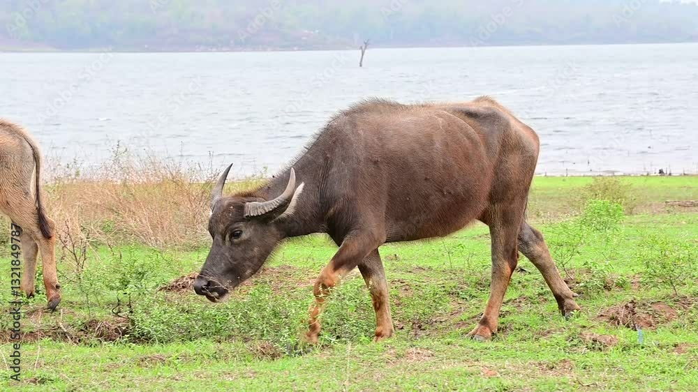 The buffaloes eating grass on the field.