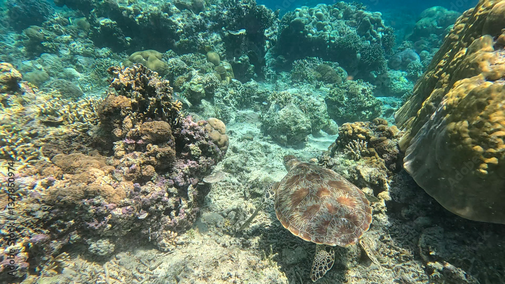 Sea turtle swimming gracefully near a vibrant coral reef underwater