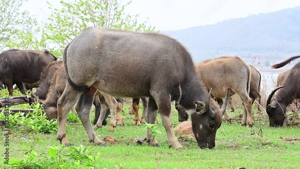 The buffaloes eating grass on the field.