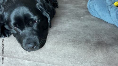 A black Labrador Retriever dog and a black cat are lying on a beige sofa at home
