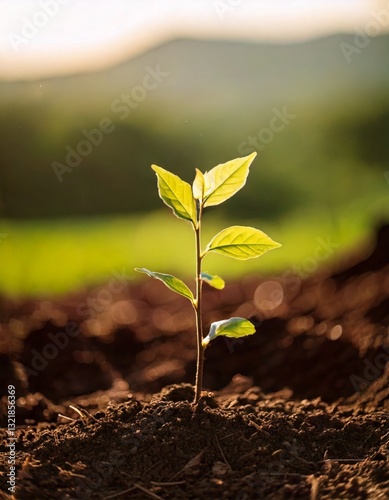 Portrait Close up photo of a tree seedling in the ground with a blurred background