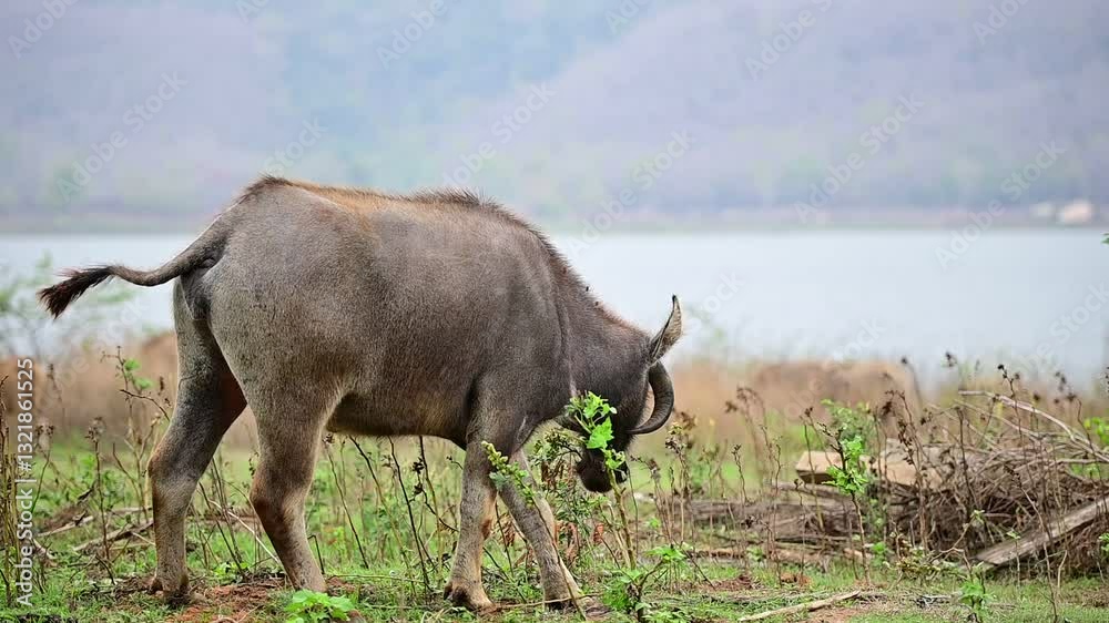 The buffaloes eating grass on the field.