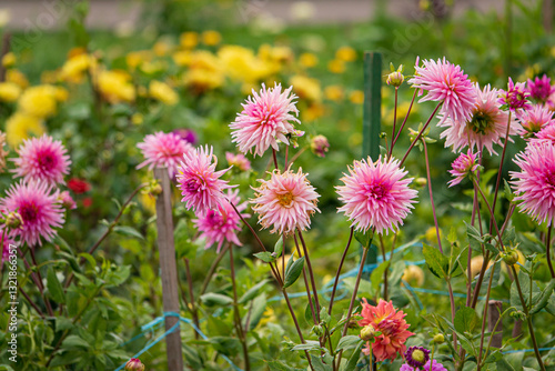Dahlias bloom in shades of pink against a backdrop of colorful flowers on a sunny day