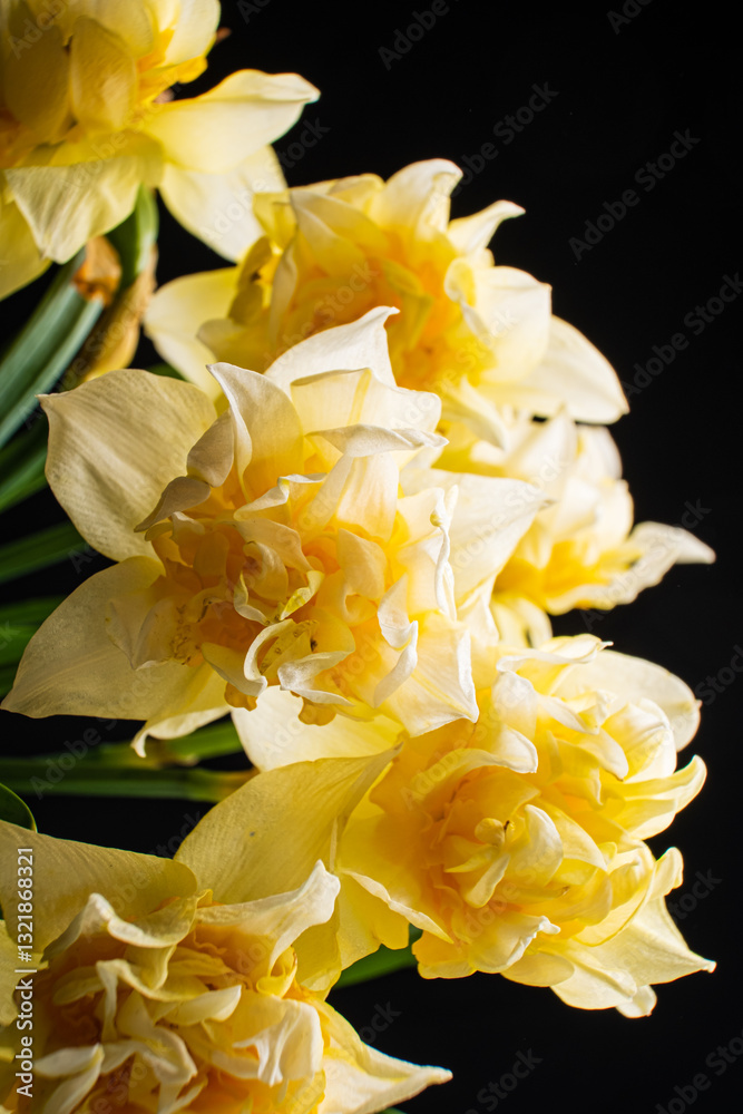 Obraz premium Bright yellow daffodils gently arranged in a glass vase radiate cheerfulness and warmth
