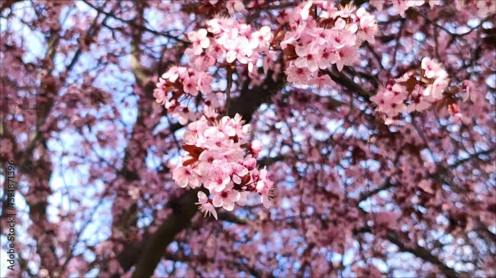 pink sakura cherry blossom in spring background