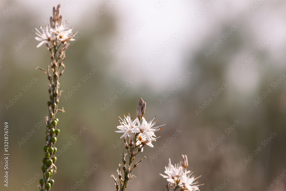 Asphodelus ramosus or branched asphodel, Mediterranean perennial herbaceous plant Asparagales family, blurry background Asphodelus ramosus or branched asphodel, Mediterranean perennial herbaceous plant Asparagales family, blurry background