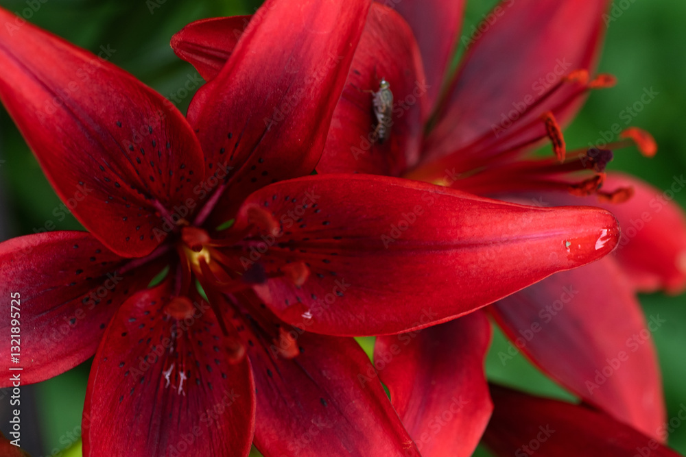 macro shot of amazing deep vibrant red lily flowers. cloudy day