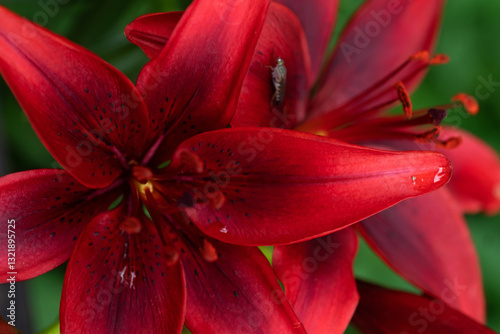 Obraz na płótnie macro shot of amazing deep vibrant red lily flowers. cloudy day w salonie
