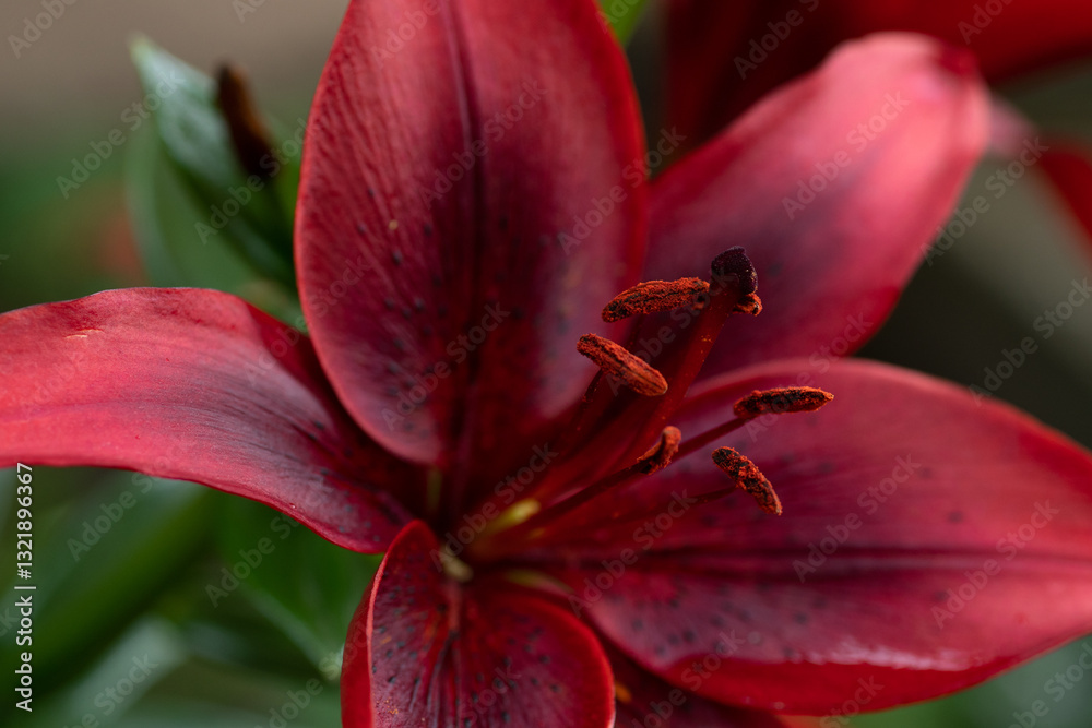 extreme macro shot of deep vibrant red lily flower. cloudy day