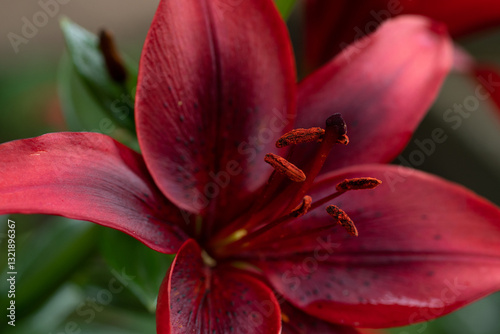 Obraz na płótnie extreme macro shot of deep vibrant red lily flower. cloudy day w salonie