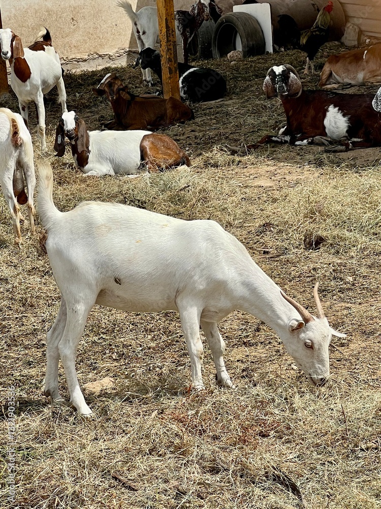goat and baby goat and baby
