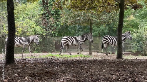Two zebras move gracefully in their enclosure at a zoo, surrounded by greenery and autumn leaves. The atmosphere is calm, showcasing the charm of wildlife in an urban setting.