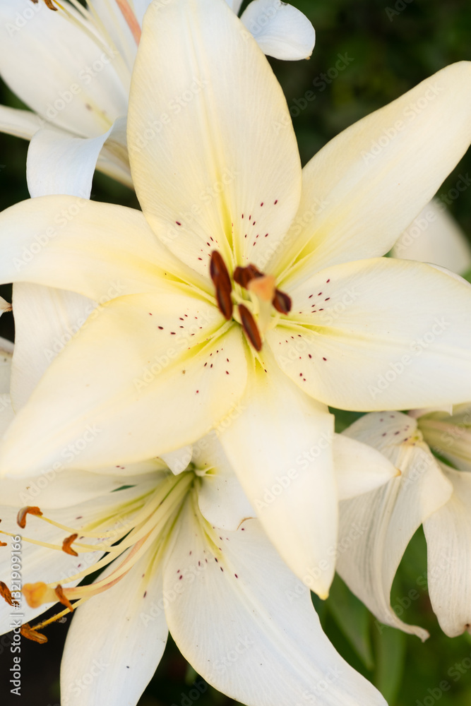 close up shot of amazing creamy lily flowers. cloudy day