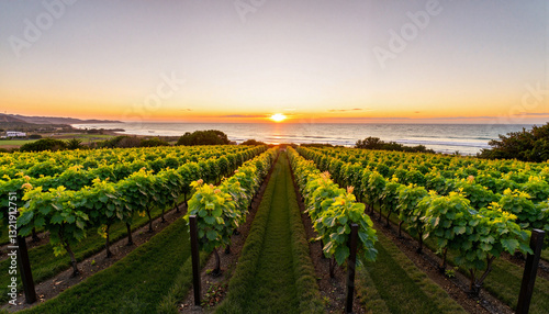 Expansive vineyard sunset over ocean on Waiheke Island, serene beauty