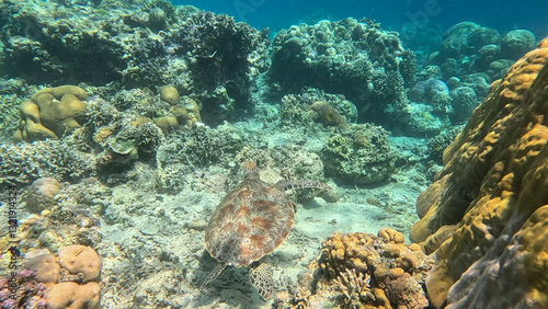 Obraz na płótnie Sea turtle swimming gracefully near a vibrant coral reef underwater w salonie