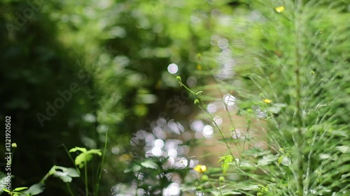 HD footage, horsetail plant with slow focus on forest stream with water reflection