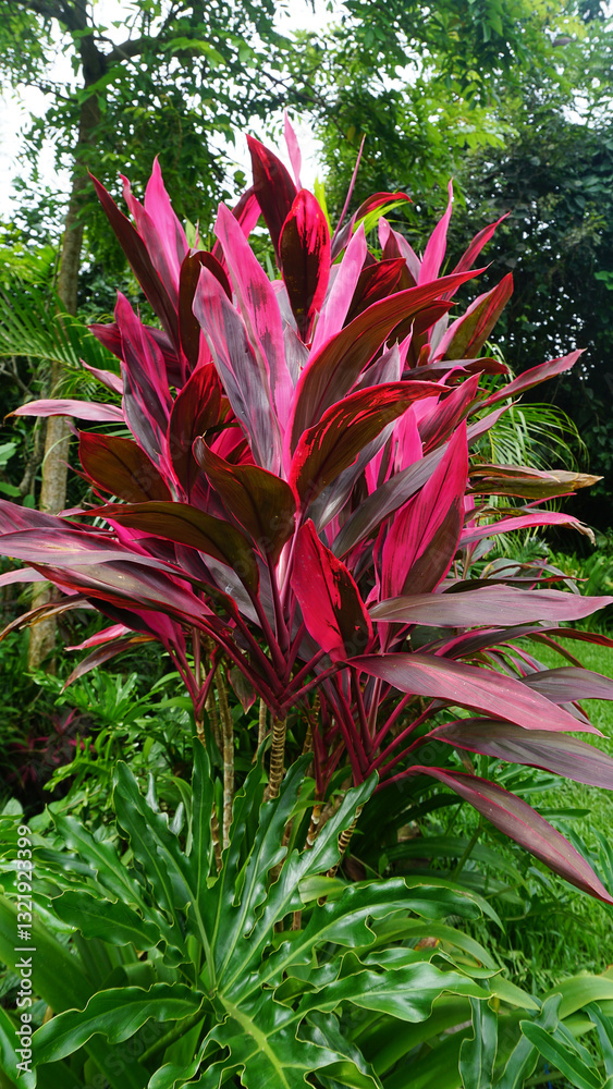 Cordyline fruticosa. It is a medium sized shrub. The slender, pointed leaves come in different colors green, green with white edges, dark red or reddish brown.