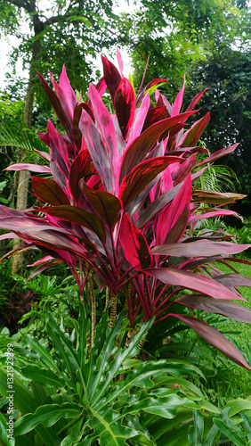 Obraz na płótnie Cordyline fruticosa. It is a medium sized shrub. The slender, pointed leaves come in different colors green, green with white edges, dark red or reddish brown. w salonie