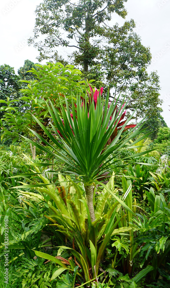 Photograph of Pandanus tectorius with ripe and raw fruits on the coastal shore, capturing the lush coastal beauty and vibrant tropical charm.