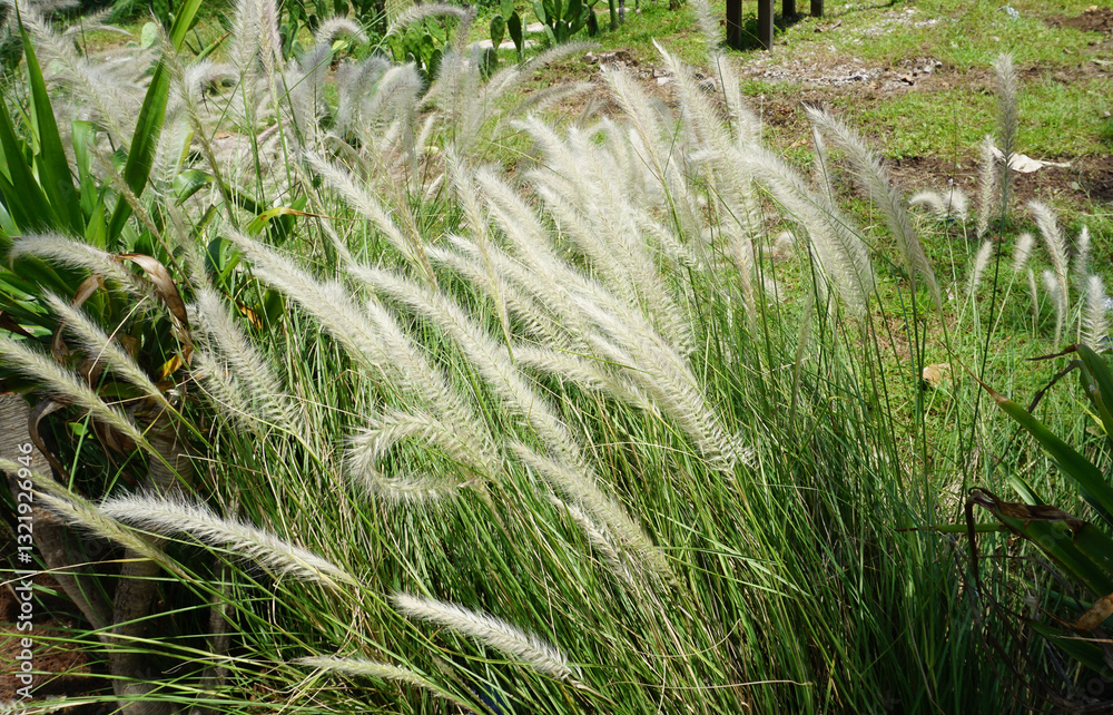 Fountain grass Hameln - Latin name - Cenchrus alopecuroides Hameln or Pennisetum alopecuroides Hameln