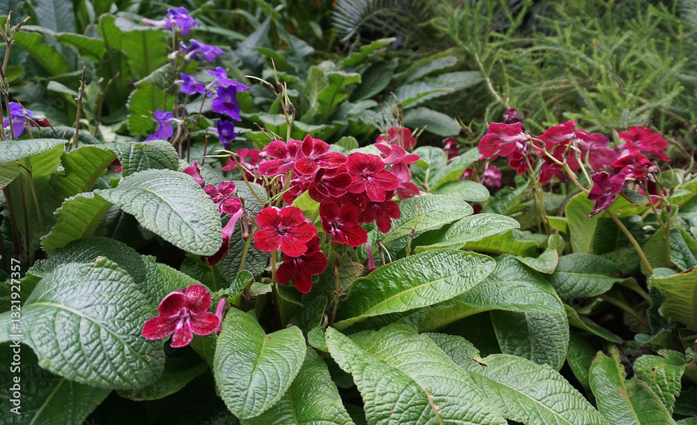 Streptocarpus ionanthus or Saintpaulia ionantha is a species of Streptocarpus in the section Saintpaulia, commonly known as an African violet. Purple flowers in the window. Space for copy txt