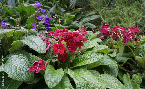Obraz na płótnie Streptocarpus ionanthus or Saintpaulia ionantha is a species of Streptocarpus in the section Saintpaulia, commonly known as an African violet. Purple flowers in the window. Space for copy txt w salonie