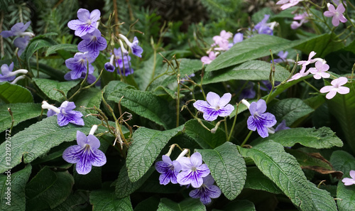 Obraz na płótnie Streptocarpus ionanthus or Saintpaulia ionantha is a species of Streptocarpus in the section Saintpaulia, commonly known as an African violet. Purple flowers in the window. Space for copy txt w salonie