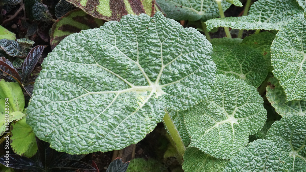 Spiral leaf of Begonia plant, macro. Snail shaped foliage rex Begonia 'Escargot' texture background. Begonias hybrid type Escargot, closeup view
