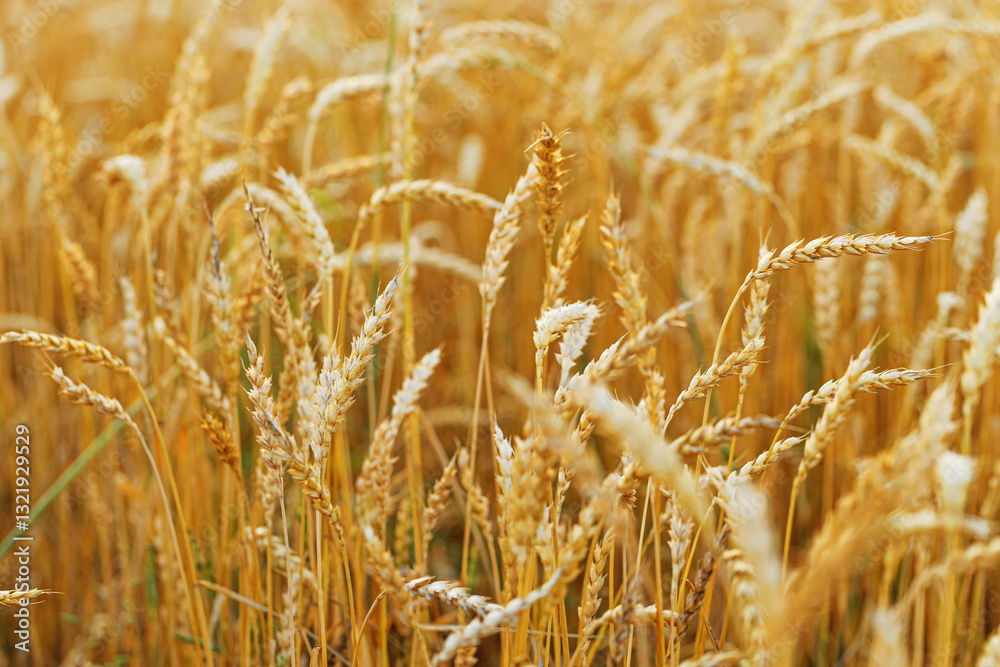 Golden Wheat field background, ripe ears of wheat on field at natural light. Yellow ripe grains bread crop, good harvest in agricultural field, autumn season. Crops field grain culture at sunlight Golden Wheat field background, ripe ears of wheat on field at natural light. Yellow ripe grains bread crop, good harvest in agricultural field, autumn season. Crops field grain culture at sunlight