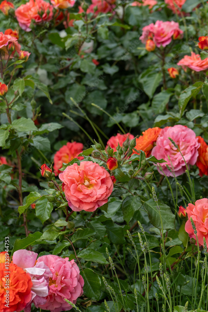 Orange pink rose bud in the garden. Flower red petals bush flowerbed. Red roses outdoor Orange pink rose bud in the garden. Flower red petals bush flowerbed. Red roses outdoor