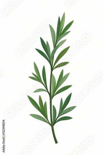 Wallpaper Mural Flat vector illustration of a rosemary branch on a white background, plant, nature, flat design Torontodigital.ca