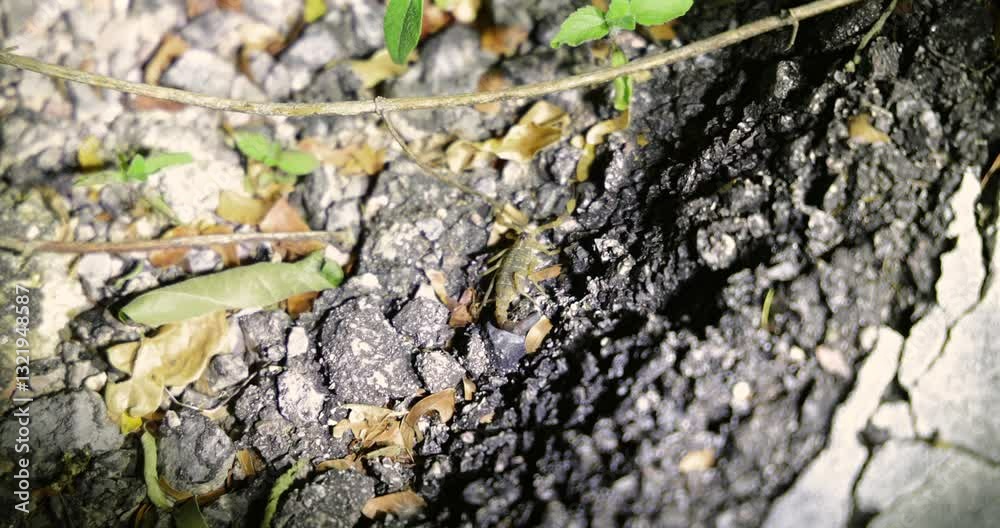 Close-up of a camouflaged scorpion on rocky ground with scattered green leaves in a natural forest backdrop. Close-up of a camouflaged scorpion on rocky ground with scattered green leaves in a natural forest backdrop.