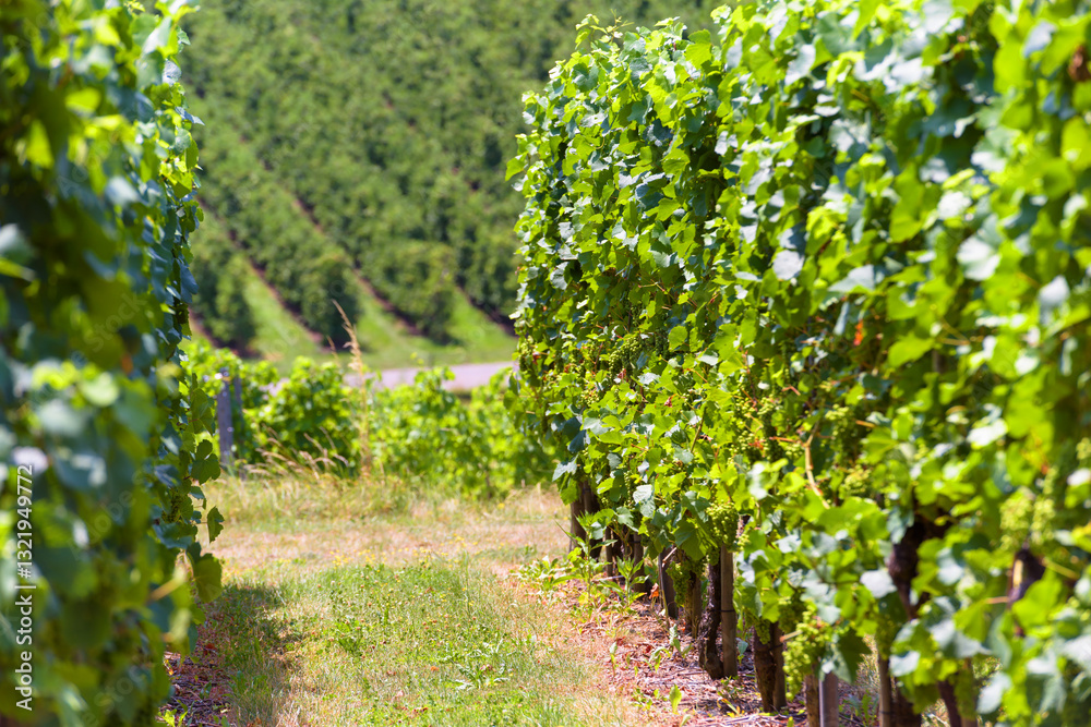 Vibrant vineyard rows of lush green grape vines in a sunlit countryside setting