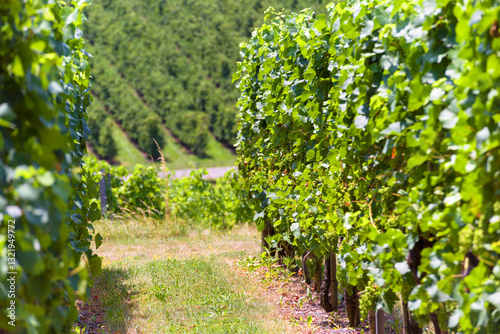 Obraz na płótnie Vibrant vineyard rows of lush green grape vines in a sunlit countryside setting w salonie