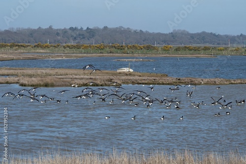 gaggle of Brent geese Branta bernicla coming in to land in the water