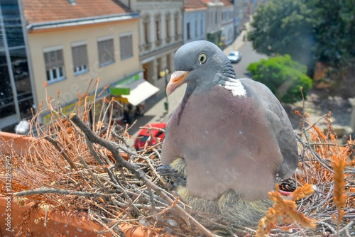 A dove warms the little baby pigeons. A pair of pigeons made a nest on the windowsill. Pigeon life in the city